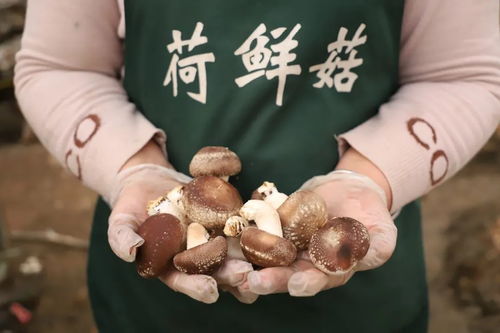 初春菌菇鲜,尝鲜要趁早 跟着农家小妹一起寻味阳山的一口鲜