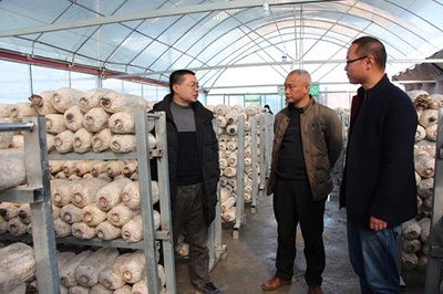 石棉县副县长罗培高实地调研八月瓜和食用菌生产情况