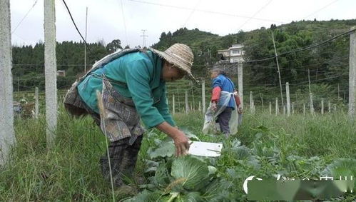 毕节金沙 产业基地生产忙 农民增收奔小康